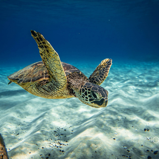 Organic Certified Vodka 700ml