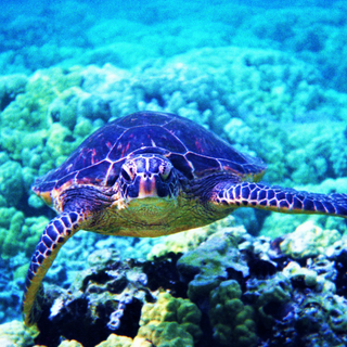 Organic Certified Vodka 700ml