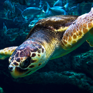 Organic Certified Vodka 700ml